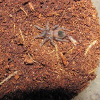 Honduran Curly Hair Tarantula sling