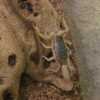 Desert Hairy Scotpion (Hadrurus Arizonensis)