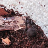 Mexican Red Rump Tarantula  sling