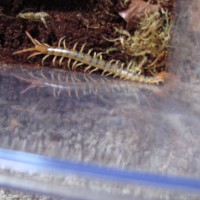 South Western Tiger Centipede