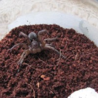 Burrowing Wolf Spider