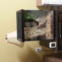 ornata enclosure