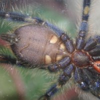 Poecilotheria Metallica