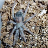 lasiodora parahybana