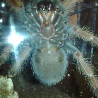 B.boehmei juvie