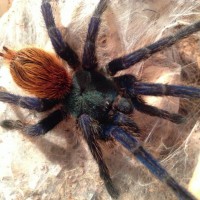 Chromatopelma cyaneopubescens