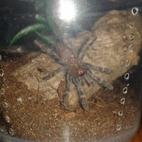 P.regalis