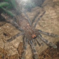 P regalis