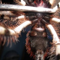 Poecilotheria Formosa???