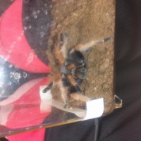 MY NEW BABY BRACHYPELMA BOHEMI SUSPECT FEMALE