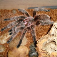 Freshly molted G. rosea