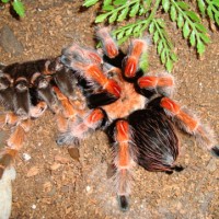 Freshly molted B. boehmei