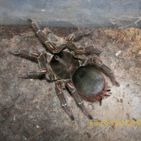 female molted 1 week ago
