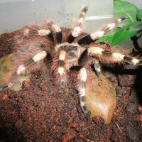 tarantula2