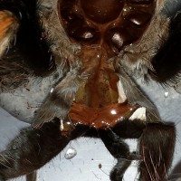 b. smithi 3"