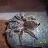 spider pic 014