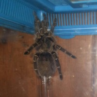 grammostola pulchripes