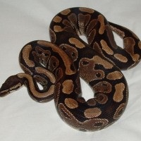 royal python