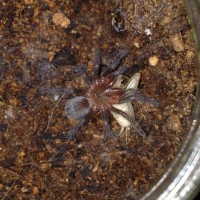 Brachypelma vagans