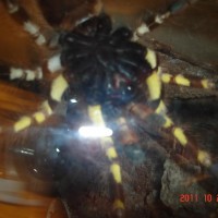 spider pics 040