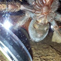 B. Smithi - Is it a male?