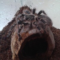 G. rosea or pulchripes?