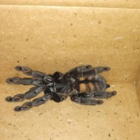 P. Irminia