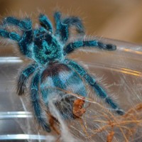 Avicularia versicolor 2