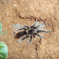 Brachypelma albopilosum