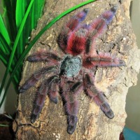 A.versicolor sub-adult female