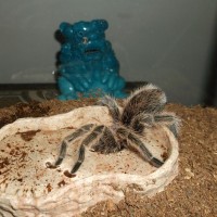 Grammostola rosea Drinking