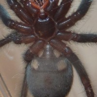 P. irminia sex?