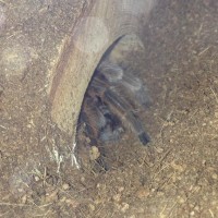 G. rosea hiding in the burrow I made for her/him