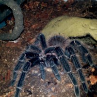 Lasiodora difficilis (mature male)