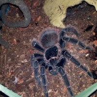 Lasiodora difficilis (mature male)