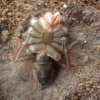 Pamphobeteus platyomma-male or female?