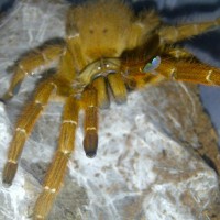 my female obt 6 inch