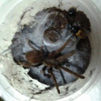 Wild Caught Tarantula. New Spec.?