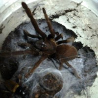 Wild Caught Tarantula. New Spec.?