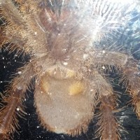 citharischius crawshayi F or M?