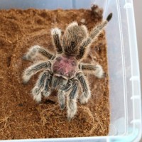 Super Pink G. Rosea