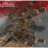 Poecilotheria rufilata