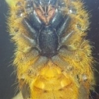 2.5" OBT