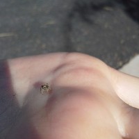 Tiny jumping spider