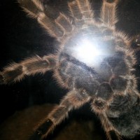 1st Grammostola rosea