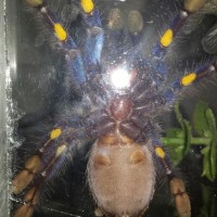 4inch p metallica male or female?