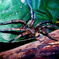 Hogna carolinensis Resting on Leaf