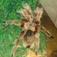 Hvat kind of grammostola ?