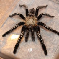 Deceased E. Murinus