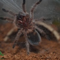 g. rosea l6